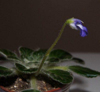 3petrocosmea species 5.jpg