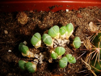 Antimima evoluta [320x200].JPG