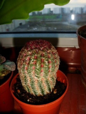 Echinocereus rigidissimus var. rubrispinus [320x200].JPG