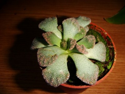 Titanopsis calcarea [320x200].JPG