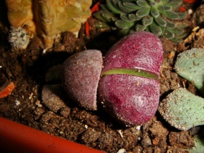 Pleiospilos nelii 'Royal Flush' [320x200].JPG