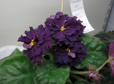 -Гулливер 2011 www.donnaflora.ru.JPG