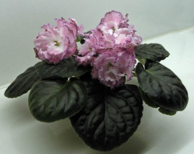 -Елисейские Поля.jpg