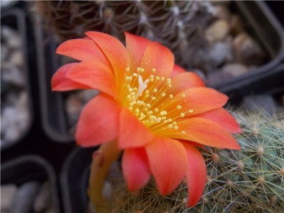 rebutia.jpg