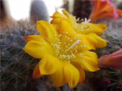 Rebutia marsoneri.jpg