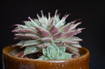 Graptopetalum Filiferum.JPG