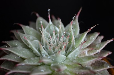 Graptopetalum filiferum1.JPG