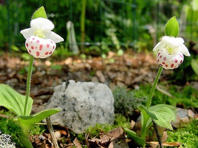 cypripedium wardii1.jpg