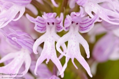 orchis_italica1.jpg