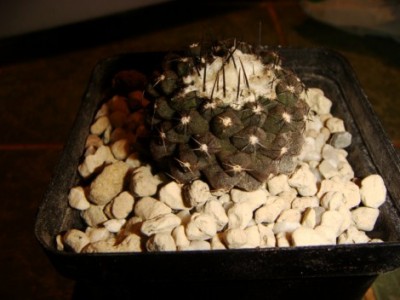 Copiapoa tenuissima [320x200].JPG
