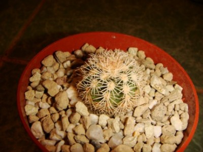 Echinocereus ctenoides [320x200].JPG