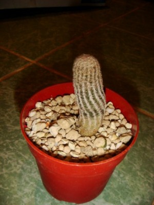 Lobivia albolanata (2) [320x200].JPG