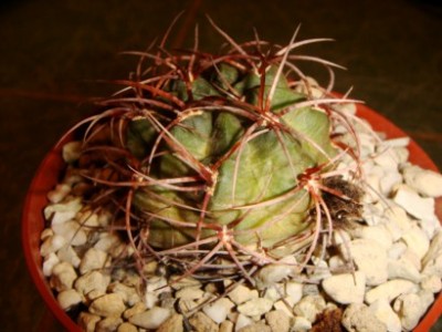 Lobivia hualfinensis WR 146 [320x200].JPG