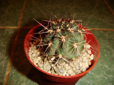 Lobivia nigrostoma [320x200].JPG