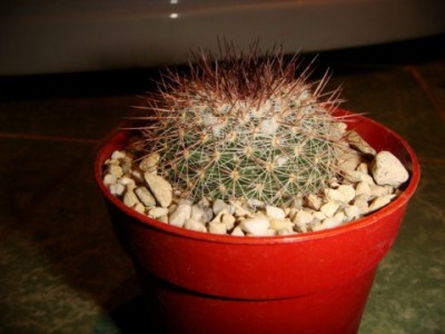 Mammillaria floresii [320x200].JPG