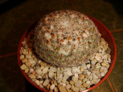 Mammillaria formosa aff. Rog 326 [320x200].JPG
