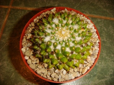 Mammillaria marksiana [320x200].JPG