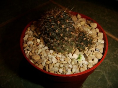 Mediolobivia brachyantha WR 297 A(Rebutia steinmannii ) [320x200].JPG