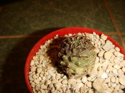 Mediolobivia einsteinii v. Atrospinosa Cachinal [320x200].JPG