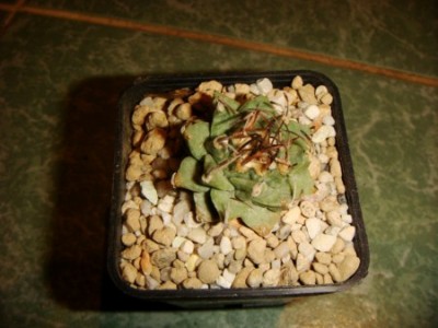 Turbinicarpus alonsoi [320x200].JPG