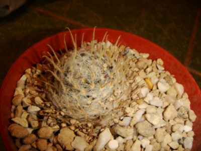 Mammillaria duwei P 301 [320x200].JPG