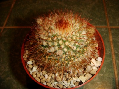 Parodia mutabilis [320x200].JPG