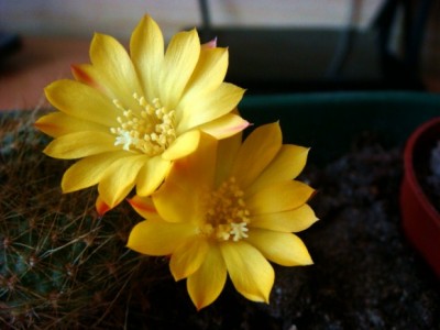 Rebutia minuscula marsoneri [320x200].JPG