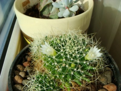 Mammillaria decipiens [320x200].JPG