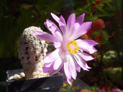 Mammillaria theresae.jpg