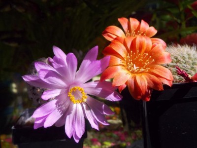 Mammillaria theresae&rebutia.jpg