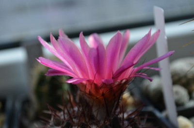 Notocactus subm.1.JPG