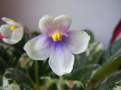 Violets 004.jpg