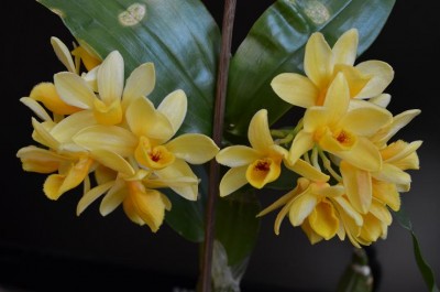 Dendrobium sulcatum.JPG