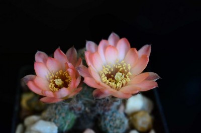 Mediolobivia pygmaea1.JPG