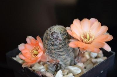 Mediolobivia haagei.JPG