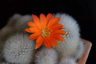 Rebutia hoffmannii.JPG