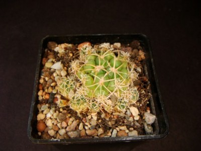 Coryphantha Andreae [320x200].JPG