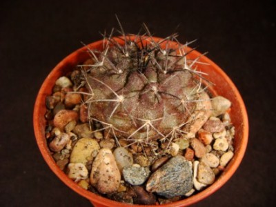 Eriosyce Heinrichiana [320x200].JPG