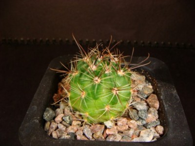 Lobivia Jajoiana cv. Anemone [320x200].JPG