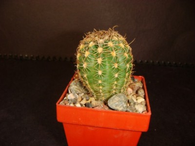 Lobivia Winteriana [320x200].JPG