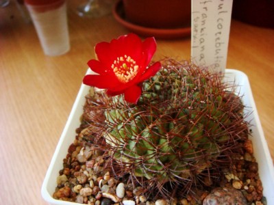 Sulcorebutia frankiana (2) [320x200].JPG