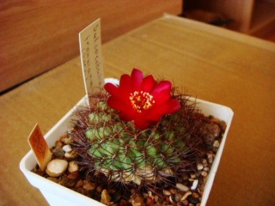 Sulcorebutia frankiana [320x200].JPG