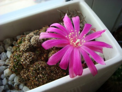 Sulcorebutia zavaletae (2) [320x200].JPG