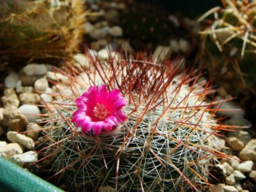 Mammillaria floresii [320x200].JPG