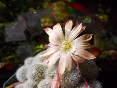 Rebutia cv sunrise.jpg