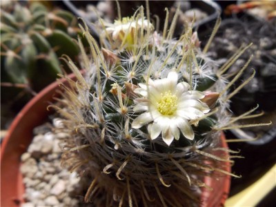 mammillaria.jpg