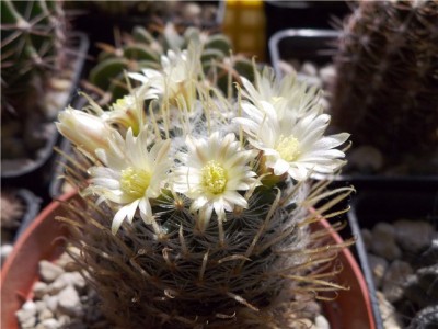 Mammillaria duwei.jpg