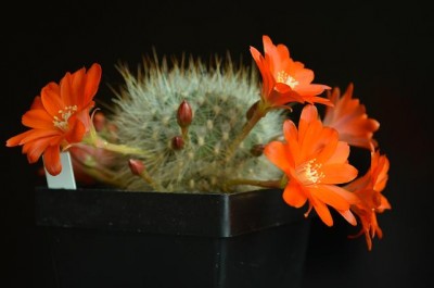 Rebutia fiebrigii v densiseta.JPG