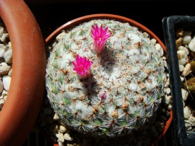 Mammillaria formosa aff. Rog 326 (2) [320x200].JPG