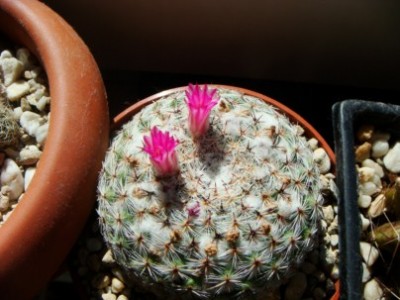Mammillaria formosa aff. Rog 326 [320x200].JPG